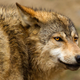 Image for article titled A Woman Was Stalked for Twelve Hours by a Wolf Until a Bear Attacked It